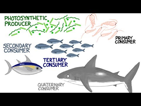 Marine Nutrient Cycle and Energy Flow