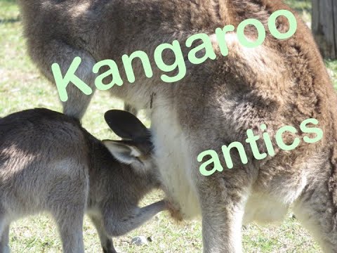 Kangaroo antics