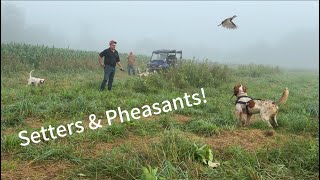 Setters & Pheasants!