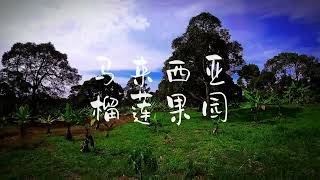Durian Plantation Malaysia - 马来西亚榴梿果园