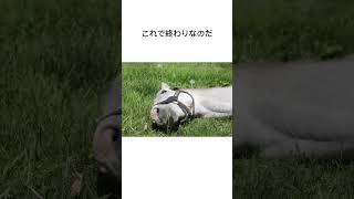 ゴールドシップの引退　#競馬 #馬 #騎手 #競艇 #競輪#雑学