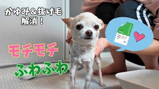 シャンプー替えたらモチモチなスムースチワワが出来上がりました【クロルヘキシジン酢酸塩シャンプー】