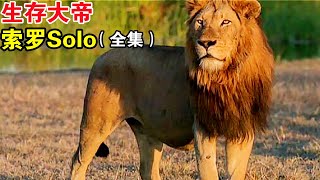 (全集)傳奇雄獅索羅, 薩比森母獅最迷戀的獅子, 為何最後淪落到四處漂泊, 你不知的是他也曾是領地獅王