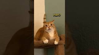 Cats Acting Glitchy – Silly Fails & Crazy Moves!  #funnycats #sillycats  #catfails #viralcats