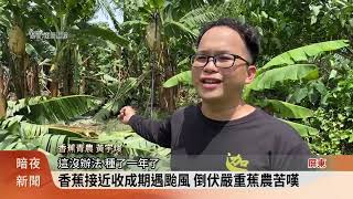 杜蘇芮強風豪雨襲屏東 農業災損逾1千萬【客家新聞20230729】