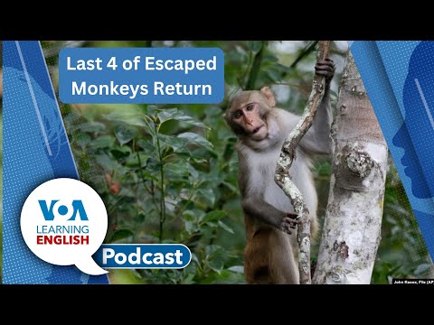 Escaped Monkeys, Politics, Bennu