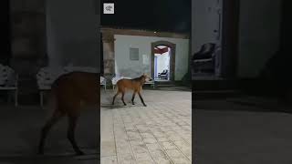 Maned Wolf Exploring The Territory - By makikofengshui (Ig)