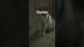 Quran #qurantranslationinurduonly