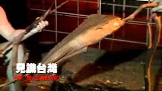 見識台灣旅遊網-台東市 國立台灣史前文化博物館(完)