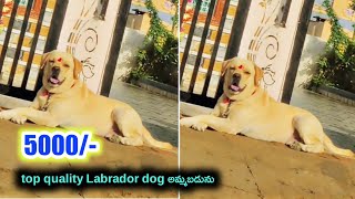 top quality Labrador dog for sale in telugu/7416551101 /aj pets