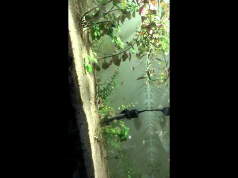 Month old bumblebees eating spirulina-plus
