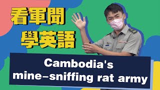 【看軍聞學英語】Cambodia's mine-sniffing rat army