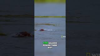 Powerful Salmon: The Epic Battle Against Wolves #natgeowild #animalclub  #viral #wildlife #animals