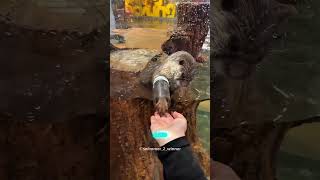 The girl gave food to the otter 🦦