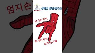 3-7. 아래팔 뒤칸 근육.2 (한글&영어) #해부학 #그림 #anatomy #drawing #illustration #art #muscles #근육 #전완근