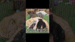 Heartwarming Kitten Rescue & Recovery Story #shorts #sad #cat #emotional #trending #catrescue