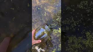 Cleveland Metro Park Pond Water Jar Experiment