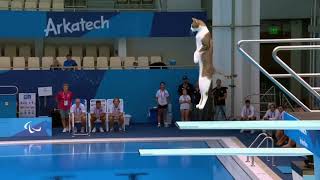 "Cat Diving Olympics "@Hailuo AI (MiniMax) I 02#AIvideo  #AIgenerated  #hailuo #hailuocpp #cats