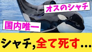 シャチ,全て死す...【2chまとめ】【2chスレ】【5chスレ】