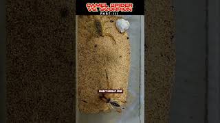 Camel Spider Vs Scorpion | Epic Battle! | PART-III