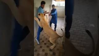 Do this if an animal attacks you | Haris talks | Malayalam Facts #dailyfacts #haristalks