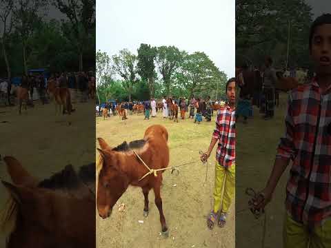 বাচ্চা ঘোড়া কিনুন খুব অল্প টাকায়, তুলসীপুর বাজার ঘোড়ার হাট জামালপুর। #shorts