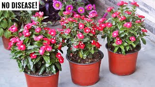 WATCH: How to increase flowers in Vinca & keep them disease FREE