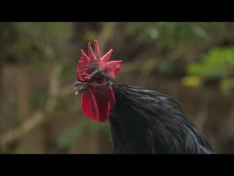 弥彦村の弥彦神社　長鳴鶏の鳴き合わせ会「コケコッコ～～～」　境内に響く美声が訪れた人を魅了【新潟・弥彦村】 (25/05/04 18:41)