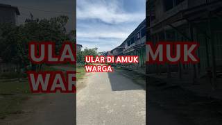 Ular masuk dan menyantap kucing warga😱 #shortvideo #hewanbesar #ular #ularsawa