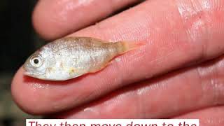 The Lifecycle of Snapper - Early stages