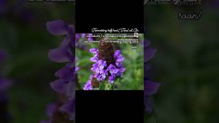 Harvesting prunella Vulgaris (Self Heal, Heal all, carpenters herb, or woundwort)!
