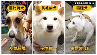 會咬會兇？熊爸：「我牽！」，台中寵物展超模惠比特現身！｜熊爸估狗