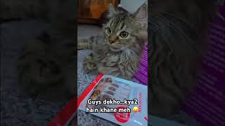 Subscribe my channel #newvideo  #catfood #wiskas #cattreats #shortsviral #shortsfeed #enrollnow