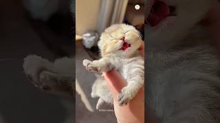 Funniest Cats Ever! 😂🐾 #funnycats #cat #cutecats y