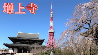 増上寺の枝垂れ桜が見頃2020🌸🌸🌸[Cherry blossoms]'shidare zakura' Zojyoji&Tokyo tower