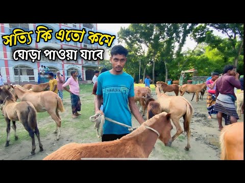 কম টাকাই মিলছে ঘোড়া তুলশিপুর বাজারে আতা কি সত্যি এত কমে ঘোড়া #ঘোড়ারহাট #horse