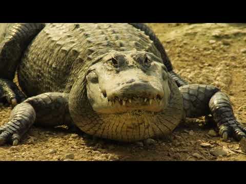 American Alligators of Florida 4K | Everglades, Alligator Farms, Beautiful Reptiles, St. Augustine