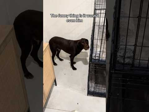 Guilty vs not guilty