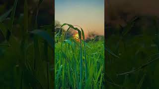 Best nature whatsapp status||village nature|| video #shorts #nature #viral #trending