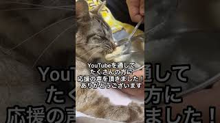 Koko-chan is a cat who was abandoned twice by people who rescued her twice from homes that don't ...