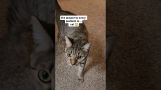 🛑Pweez Follow ,Like & Share if you think I cute #ytshort #cute #cat #funny #kittens #funnycat