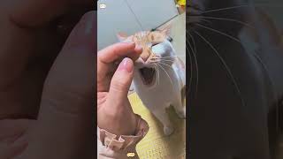The cat feeling powerless 😿💔#cat #cats #fyp #catlover #catsoftiktok #kitty