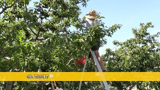 Helpful hands during harvest