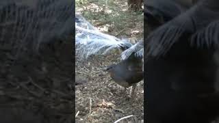Lyrebird: The Laser Gun Impersonator | Nature Sounds Shorts