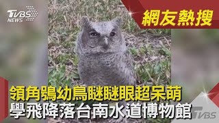領角鴞幼鳥瞇瞇眼超呆萌　學飛降落台南水道博物館│TVBS新聞│網友熱搜