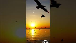 I am sorry sike #edit #song #vidma app #sea