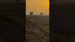 #4kstatus #farming #village #farmer #agriculture ag#youtube