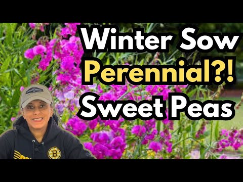 Grow Sweet Peas From Seed | Winter Sowing | Perennial Garden HACK