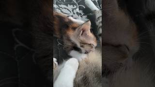 baby cat feeding 💞#awwanimals #awwcute #kitties #awwanimals
