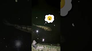 মাছ টাকে কিসে কামরালো 😬 ।। Bengali mini vlog #minivlog #shortvideo #daliyvlog #shorts